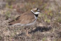 Зуек малый Charadrius dubius astra09
Filename=IMG_7752.jpg
Filesize=180KB
Dimensions=900x600
Date added=Dec 17, 2017 IMG_7752.jpg
