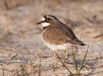 Зуек малый Charadrius dubius astra09
Filename=IMG_7786.jpg
Filesize=154KB
Dimensions=900x667
Date added=Dec 17, 2017 IMG_7786.jpg