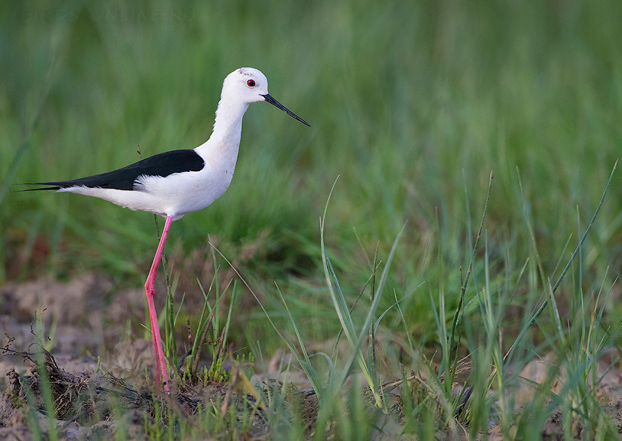 Ходулочник (Himantopus himantopus)
Keywords: Ходулочник Himantopus himantopus kalmykia2016