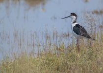 Ходулочник Himantopus himantopus azer2018
Filename=8Z2A3513.jpg
Filesize=263KB
Dimensions=900x645
Date added=Aug 25, 2018 8Z2A3513.jpg
