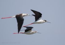 Ходулочник Himantopus himantopus azer2018
Filename=8Z2A3531.jpg
Filesize=80KB
Dimensions=900x633
Date added=Aug 25, 2018 8Z2A3531.jpg