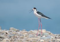 Ходулочник Himantopus himantopus azer2018
Filename=8Z2A3639.jpg
Filesize=124KB
Dimensions=900x635
Date added=Aug 25, 2018 8Z2A3639.jpg