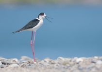 Ходулочник Himantopus himantopus azer2018
Filename=8Z2A3641.jpg
Filesize=132KB
Dimensions=900x639
Date added=Aug 25, 2018 8Z2A3641.jpg