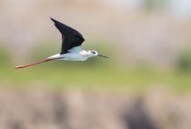 Ходулочник Himantopus himantopus azer2018
Filename=8Z2A3695.jpg
Filesize=85KB
Dimensions=900x611
Date added=Aug 25, 2018 8Z2A3695.jpg