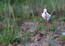 Ходулочник Himantopus himantopus kalmykia2016
Filename=8Z2A5849.jpg
Filesize=254KB
Dimensions=900x646
Date added=May 08, 2016 8Z2A5849.jpg