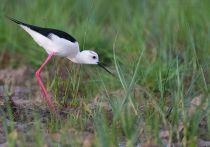 Ходулочник Himantopus himantopus kalmykia2016
Filename=8Z2A5890.jpg
Filesize=266KB
Dimensions=900x634
Date added=May 08, 2016 8Z2A5890.jpg
