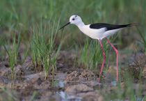 Ходулочник Himantopus himantopus kalmykia2016
Filename=8Z2A5920.jpg
Filesize=226KB
Dimensions=900x622
Date added=May 08, 2016 8Z2A5920.jpg