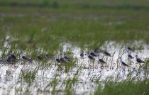 Ходулочник Himantopus himantopus primorye2016
Filename=8Z2A6331.jpg
Filesize=291KB
Dimensions=900x577
Date added=Mar 12, 2017 8Z2A6331.jpg