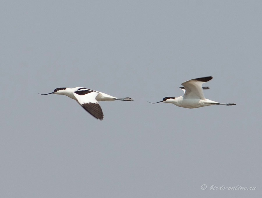 Шилоклювка (Recurvirostra avosetta)
Keywords: Шилоклювка Recurvirostra avosetta astra09