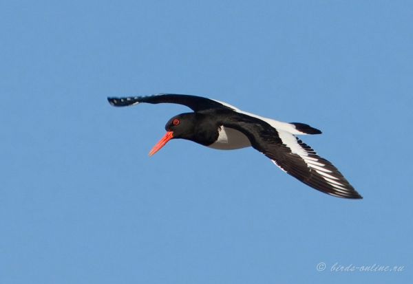 Кулик-сорока (Haematopus ostralegus)