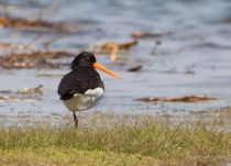 кулик-сорока Haematopus ostralegus astra09
Filename=IMG_7702.jpg
Filesize=167KB
Dimensions=900x649
Date added=May 10, 2009 IMG_7702.jpg