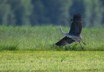 Цапля серая Ardea cinerea
Filename=8Z2A7000.jpg
Filesize=272KB
Dimensions=1100x761
Date added=Jul 19, 2020 8Z2A7000.jpg