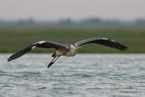 Цапля серая Ardea cinerea manych10
Filename=IMG_0577.jpg
Filesize=112KB
Dimensions=900x601
Date added=Aug 24, 2010 IMG_0577.jpg