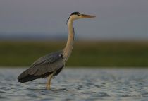IMG_0591.JPG