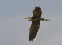 Цапля рыжая Ardea purpurea manych10
Filename=IMG_0832.JPG
Filesize=50KB
Dimensions=900x653
Date added=Aug 24, 2010 IMG_0832.JPG