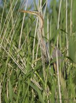 Цапля рыжая Ardea purpurea manych10
Filename=IMG_1348.JPG
Filesize=167KB
Dimensions=594x800
Date added=Aug 24, 2010 IMG_1348.JPG
