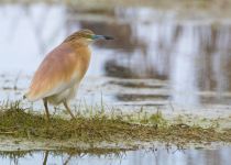 Цапля желтая Ardeola ralloides azer2018
Filename=8Z2A9464.jpg
Filesize=233KB
Dimensions=900x644
Date added=May 16, 2018 8Z2A9464.jpg