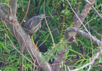 Зелёная кваква Butorides striatus primorye2016
Butorides striatus amurensis (Schrenck, 1860)
Filename=8Z2A3787.jpg
Filesize=341KB
Dimensions=900x636
Date added=Dec 06, 2016 8Z2A3787.jpg