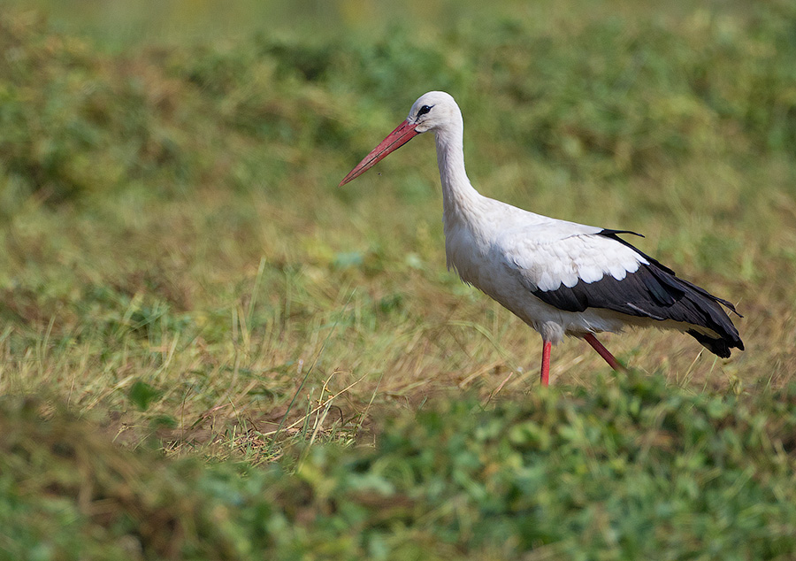 Аист белый (Ciconia ciconia)
Keywords: Аист белый Ciconia ciconia