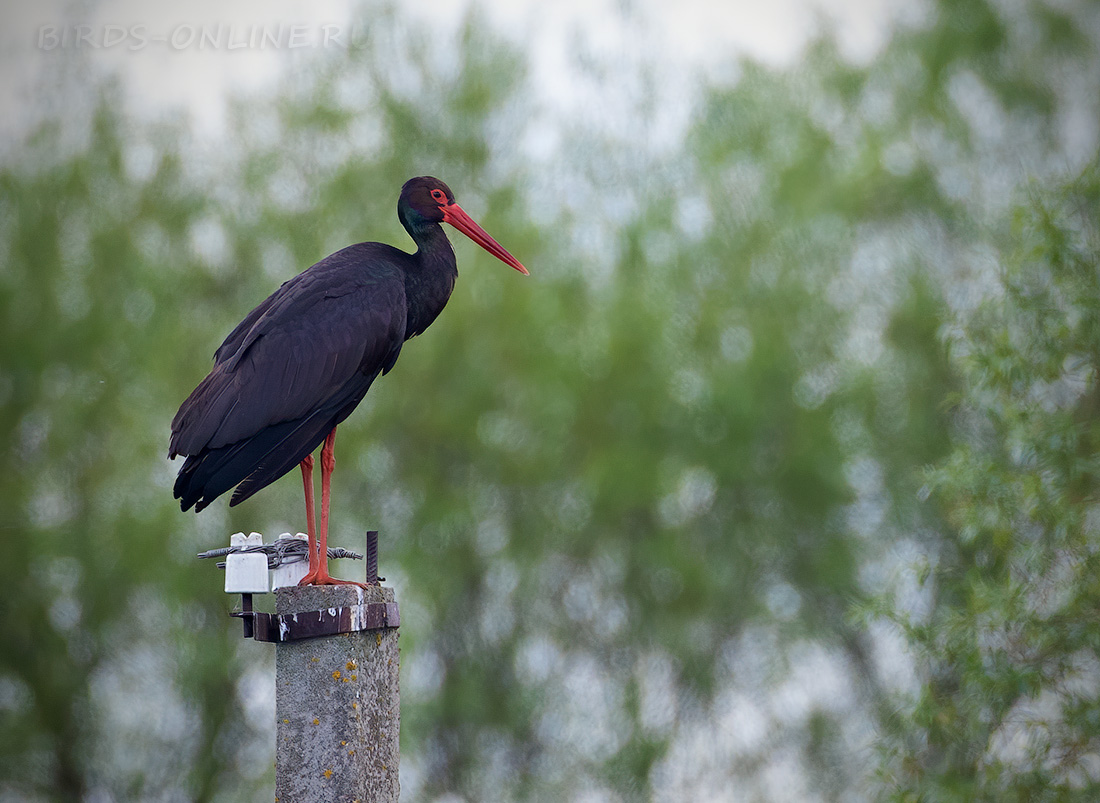 Аист черный Ciconia nigra
 
 Click to view full size image