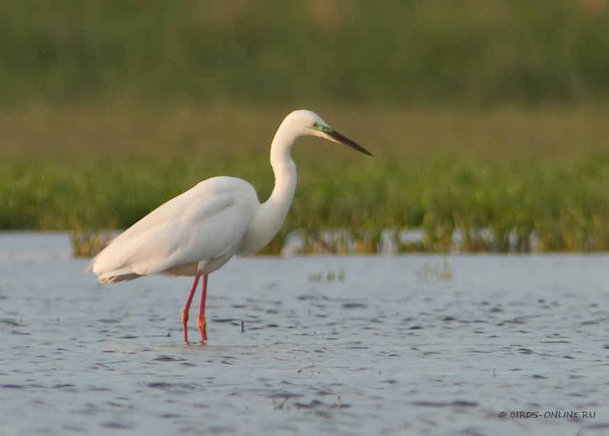 Цапля больШая белая (Egretta alba)
Keywords: Цапля больШая белая Egretta alba manych10