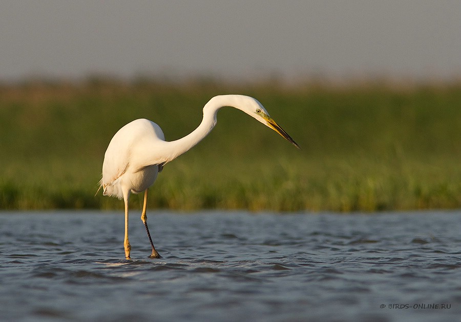 Цапля больШая белая (Egretta alba)
Keywords: Цапля больШая белая Egretta alba manych10