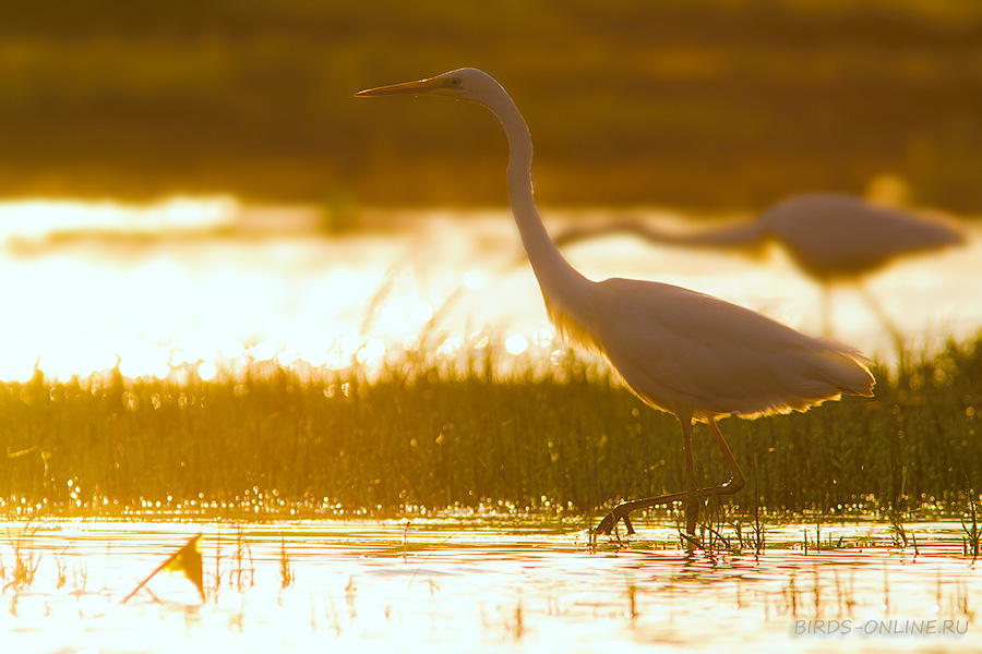 Цапля больШая белая (Egretta alba)
Keywords: Цапля больШая белая Egretta alba manych10 best