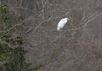 Цапля больШая белая Egretta alba sochi2020
Filename=8Z2A7614.jpg
Filesize=359KB
Dimensions=900x625
Date added=Jan 11, 2020 8Z2A7614.jpg