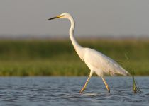 Цапля больШая белая Egretta alba manych10
Filename=IMG_0649.jpg
Filesize=91KB
Dimensions=900x643
Date added=Aug 18, 2010 IMG_0649.jpg