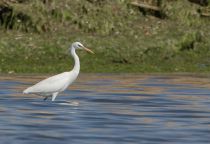 Желтоклювая цапля Egretta eulophotes primorye2016
Filename=8Z2A9182.jpg
Filesize=207KB
Dimensions=900x620
Date added=Jun 16, 2016 8Z2A9182.jpg