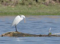 Желтоклювая цапля Egretta eulophotes primorye2016
Filename=8Z2A9188.jpg
Filesize=216KB
Dimensions=900x664
Date added=Jun 16, 2016 8Z2A9188.jpg