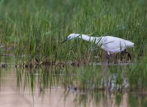 Цапля малая белая Egretta garzetta kalmykia2016
Filename=8Z2A5945.jpg
Filesize=272KB
Dimensions=900x655
Date added=May 07, 2016 8Z2A5945.jpg