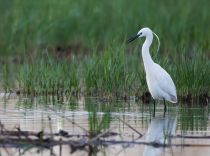 Цапля малая белая Egretta garzetta kalmykia2016
Filename=8Z2A6002.jpg
Filesize=270KB
Dimensions=900x670
Date added=May 07, 2016 8Z2A6002.jpg