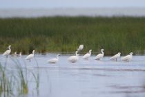 Цапля малая белая Egretta garzetta azer2018
Filename=8Z2A9803.jpg
Filesize=139KB
Dimensions=900x605
Date added=Jun 14, 2018 8Z2A9803.jpg