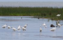 Цапля малая белая Egretta garzetta azer2018
Filename=8Z2A9816.jpg
Filesize=141KB
Dimensions=900x582
Date added=Jun 14, 2018 8Z2A9816.jpg