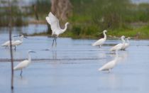 Цапля малая белая Egretta garzetta azer2018
Filename=8Z2A9828.jpg
Filesize=137KB
Dimensions=900x564
Date added=Jun 14, 2018 8Z2A9828.jpg