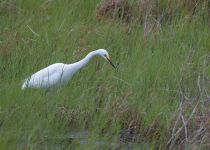Средняя белая цапля Egretta intermedia primorye2016
Filename=8Z2A0723.jpg
Filesize=328KB
Dimensions=900x644
Date added=Jul 24, 2016 8Z2A0723.jpg