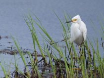 Средняя белая цапля Egretta intermedia primorye2016
Filename=8Z2A0796.jpg
Filesize=306KB
Dimensions=900x681
Date added=Jul 24, 2016 8Z2A0796.jpg