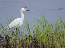 Средняя белая цапля Egretta intermedia primorye2016
Filename=8Z2A0806.jpg
Filesize=336KB
Dimensions=900x673
Date added=Jul 24, 2016 8Z2A0806.jpg