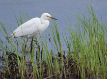 Средняя белая цапля Egretta intermedia primorye2016
Filename=8Z2A0817.jpg
Filesize=345KB
Dimensions=900x666
Date added=Jul 24, 2016 8Z2A0817.jpg