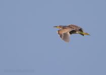Выпь амурская Ixobrychus eurhythmus primorye2016
Filename=8Z2A2538.jpg
Filesize=152KB
Dimensions=900x638
Date added=Oct 16, 2016 8Z2A2538.jpg