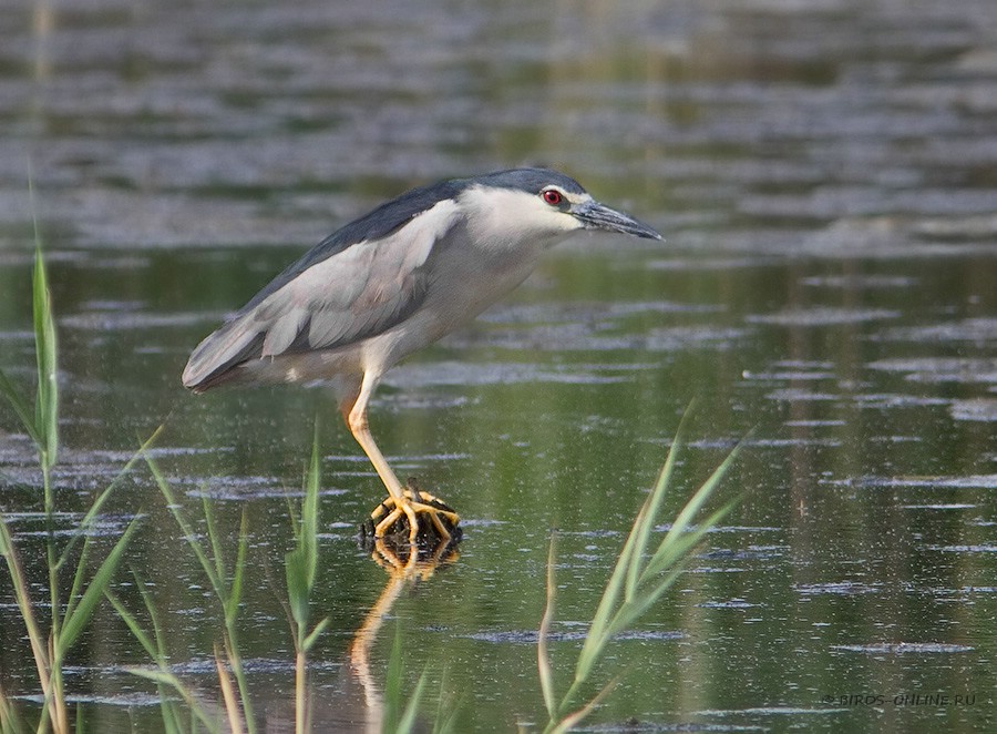 Кваква (Nycticorax nycticorax)
Keywords: Кваква Nycticorax nycticorax kmv2010