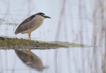 Кваква Nycticorax nycticorax azer2018
Filename=8Z2A9436.jpg
Filesize=139KB
Dimensions=900x622
Date added=May 16, 2018 8Z2A9436.jpg