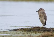 Цапля желтая Ardeola ralloides azer2018
Filename=8Z2A9439.jpg
Filesize=165KB
Dimensions=900x625
Date added=May 16, 2018 8Z2A9439.jpg
