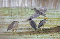 Кваква Nycticorax nycticorax azer2018
Filename=8Z2A9500.jpg
Filesize=244KB
Dimensions=900x588
Date added=May 16, 2018 8Z2A9500.jpg