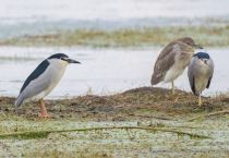 Кваква Nycticorax nycticorax azer2018
Filename=8Z2A9519.jpg
Filesize=243KB
Dimensions=900x622
Date added=May 16, 2018 8Z2A9519.jpg
