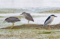 Кваква Nycticorax nycticorax azer2018
Filename=8Z2A9528.jpg
Filesize=239KB
Dimensions=900x585
Date added=May 16, 2018 8Z2A9528.jpg