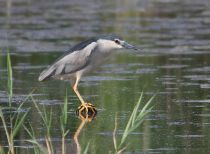 Кваква Nycticorax nycticorax kmv2010
Filename=IMG_1656.jpg
Filesize=163KB
Dimensions=900x662
Date added=Jul 31, 2010 IMG_1656.jpg