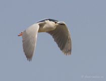 кваква Nycticorax nycticorax astra09
Filename=IMG_6485.jpg
Filesize=85KB
Dimensions=900x693
Date added=May 10, 2009 IMG_6485.jpg