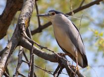 Кваква Nycticorax nycticorax astra09
Filename=IMG_6506.jpg
Filesize=166KB
Dimensions=900x671
Date added=May 10, 2009 IMG_6506.jpg